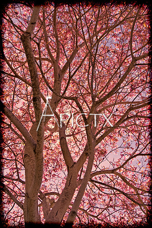 DSC02498-Edit-Edit-Edit